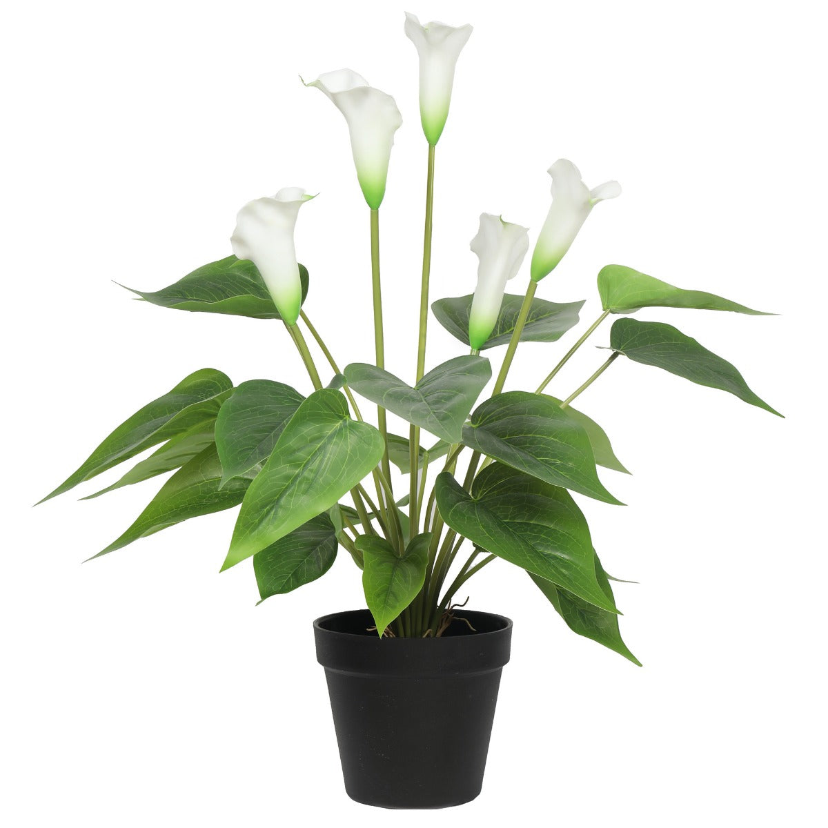 Artificial Flowers & Plants: Artificial Flowering White Peace Lily / Calla Lily Plant 50cm