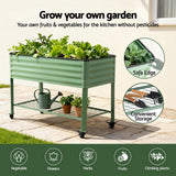 Garden Beds & Planters: Green Fingers Elevated Raised Garden Bed Kit Mobile w/ Locking Wheels & Storage Shelf 100KG Max Load 115x60x81cm | Galvanized Steel, Portable Green Organizer for Seniors, Patio, Balcony, Vegetables