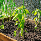 Outdoor Play Equipment: Green Fingers Garden Stakes Metal Plant Support 48pcs 60x1.1CM