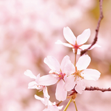Candles & Diffusers: Cherry Blossom Wax Melts 2.5oz