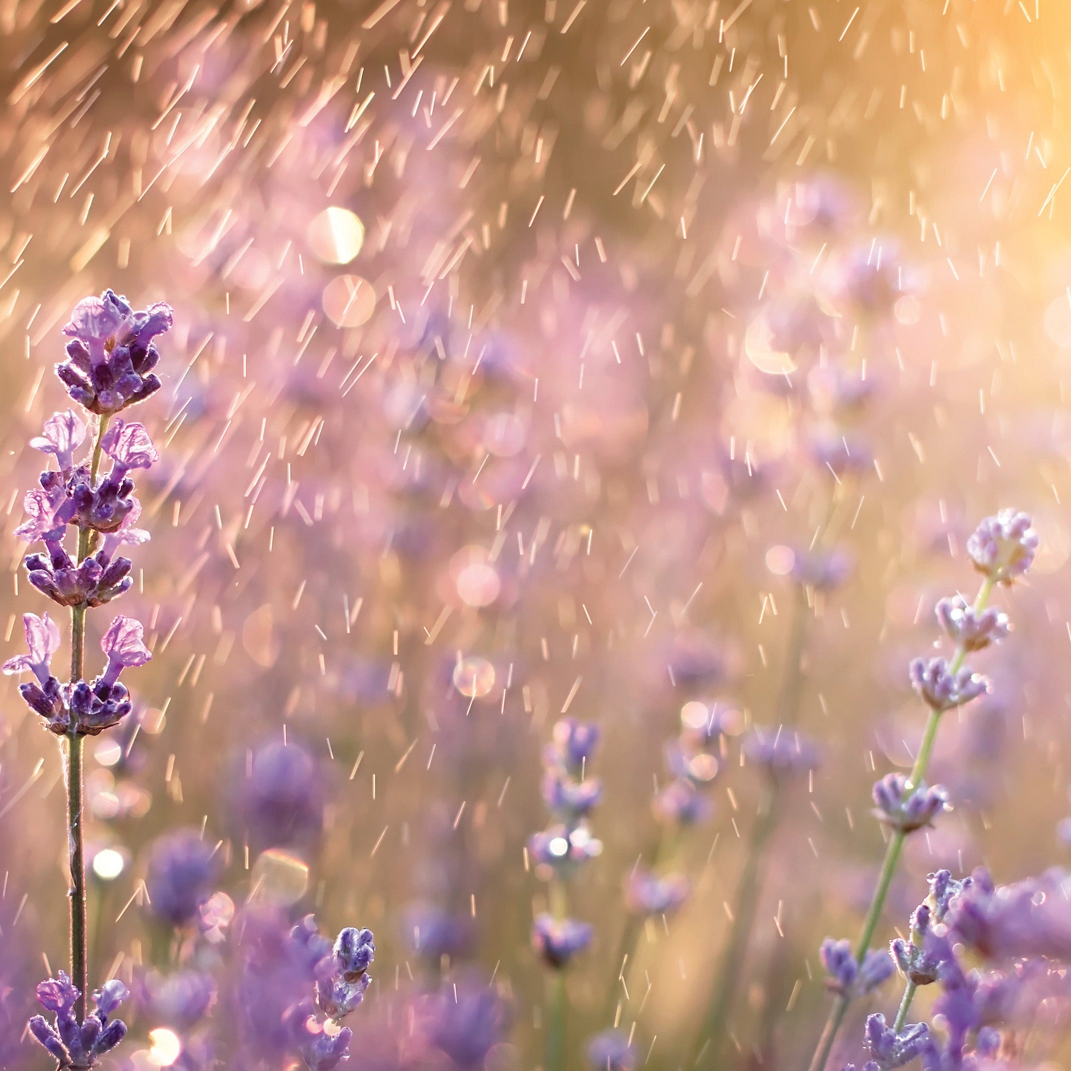 Massage Oils: Lavender Rain Odor Eliminating Melts 2.5oz