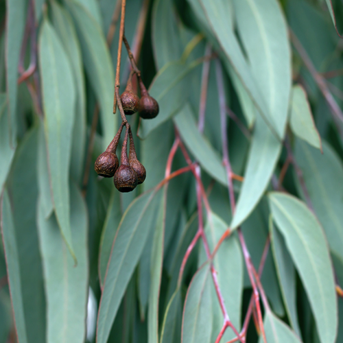 Massage Oils: Eucalyptus Essential Oil