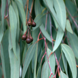 Massage Oils: Eucalyptus Essential Oil