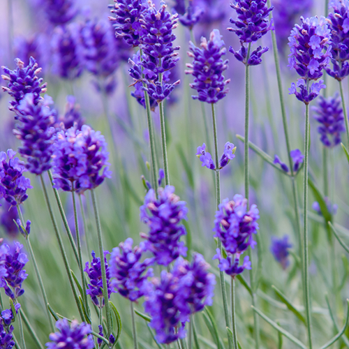 Massage Oils: Lavender Essential Oil