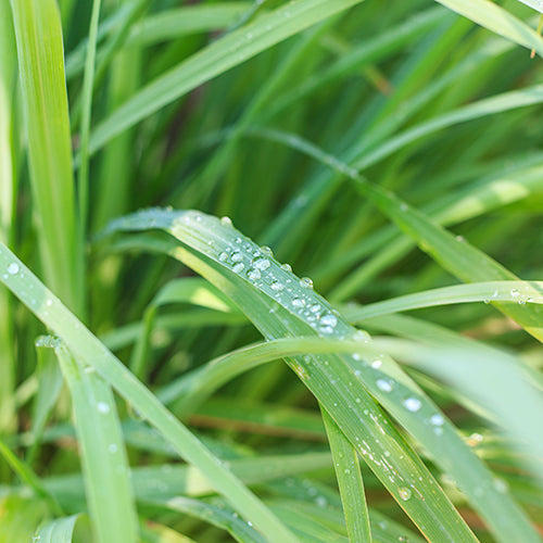 Massage Oils: Lemongrass Essential Oil