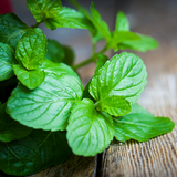 Massage Oils: Peppermint Essential Oil