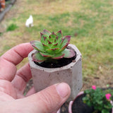 Succulent planter, landscape kit