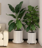 Pots, Planters & Accessories: CARLA HOME 2-Pack Rolling Plant Stand with 360° Wheels for Indoor Pots (26 cm)