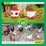 Water Dispensers: CARLA HOME Chicken Feeder Waterer Set, Automatic Gravity Dispenser with 8KG Food & 8L Water Capacity, 4 Ports & Cups, Clean Poultry Feeding for Coop, Duck, Quail, Hen