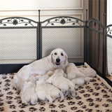 Dog Playpens & Gates: HeavyDuty Metal Dog Playpen w/ Waterproof Border