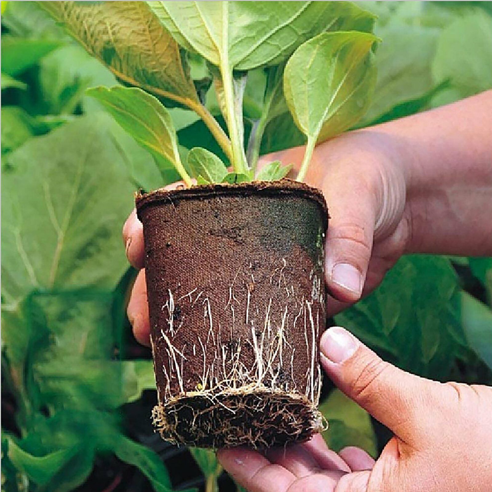 Gardening Tools: 10pcs Biodegradable Seedling Trays 12-Hole Garden Starter