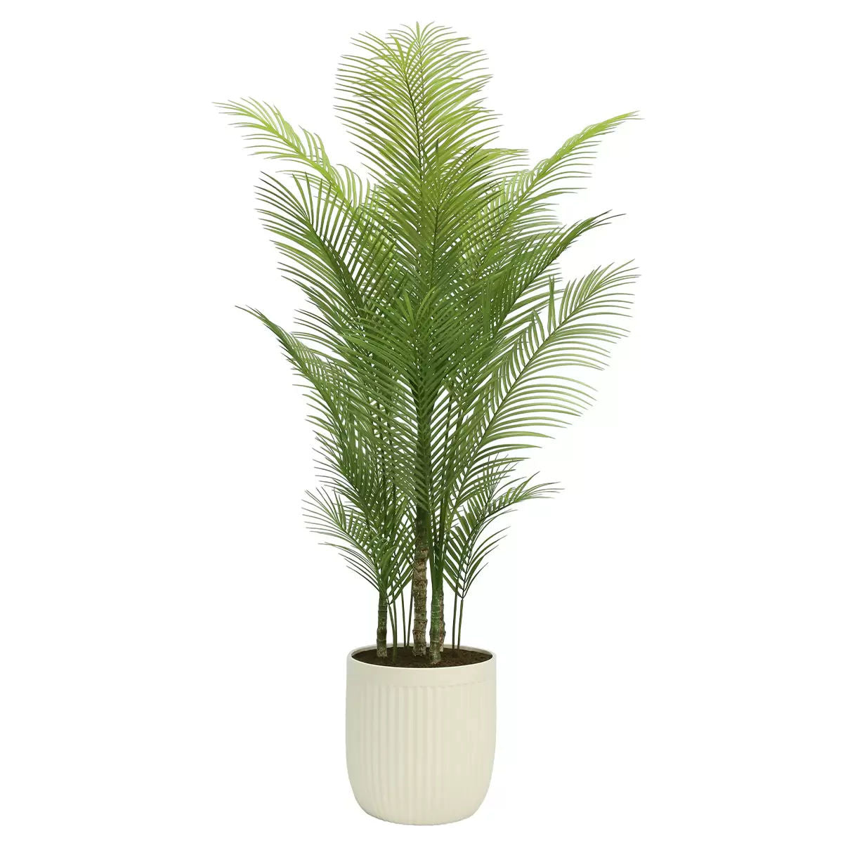 Wellness Accessories: Artificial Palm Tree In Ribbed Pot 2M