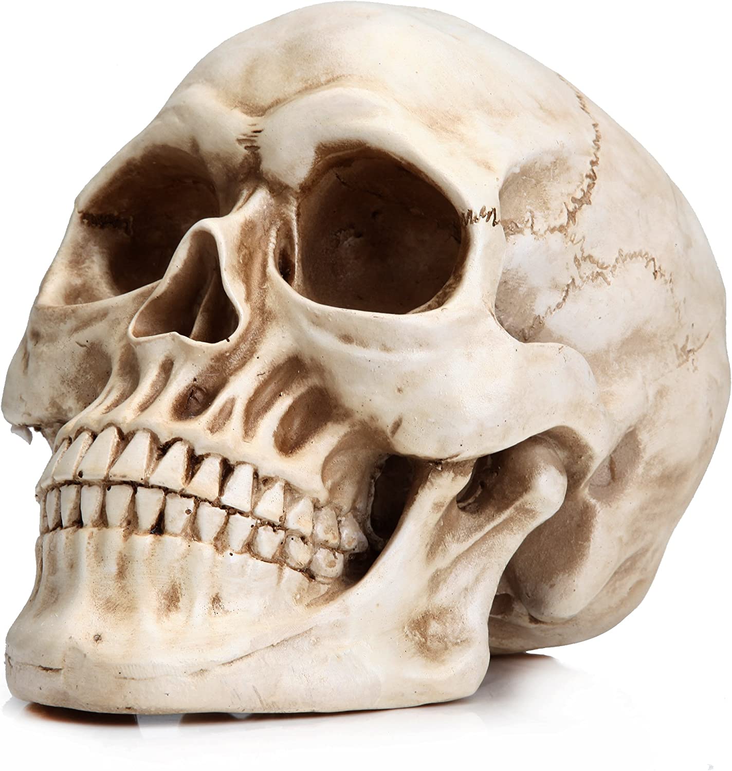 Dolls, Playsets & Toy Figures: 1:1 Replica Realistic Human Adult Skull Head Bone Model