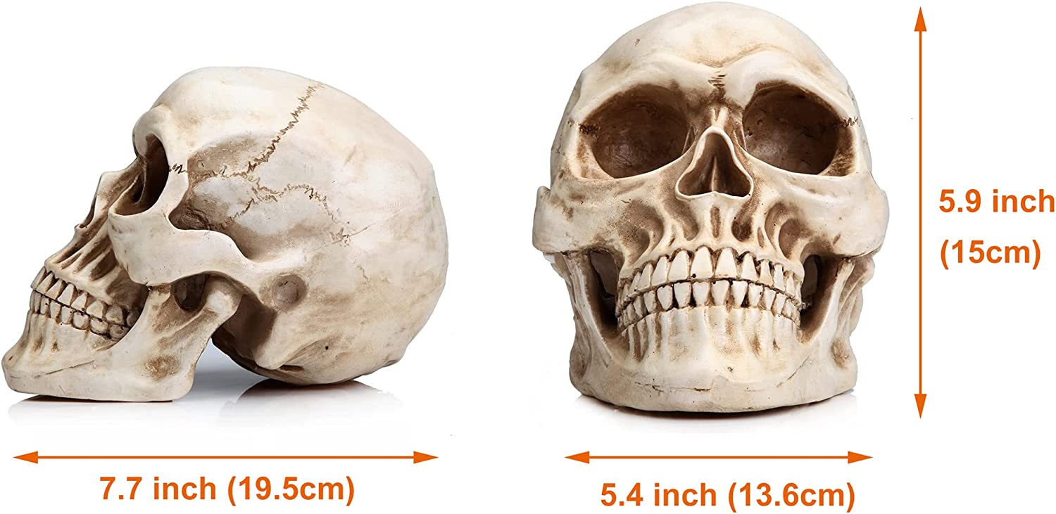Dolls, Playsets & Toy Figures: 1:1 Replica Realistic Human Adult Skull Head Bone Model