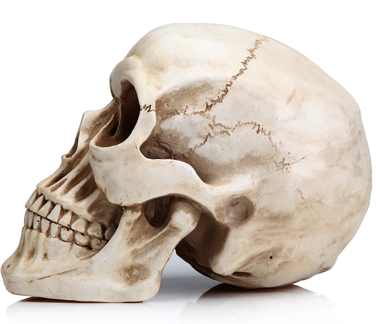 Dolls, Playsets & Toy Figures: 1:1 Replica Realistic Human Adult Skull Head Bone Model