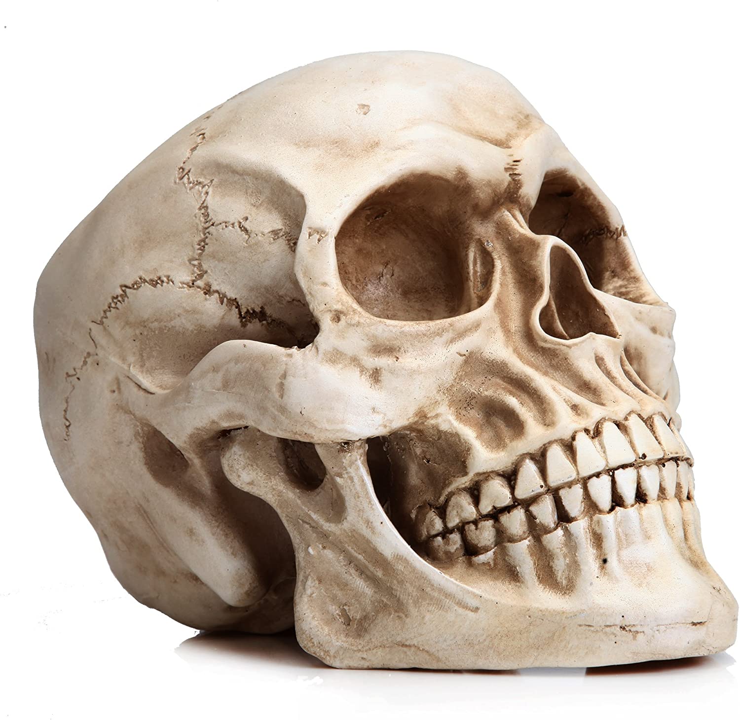 Dolls, Playsets & Toy Figures: 1:1 Replica Realistic Human Adult Skull Head Bone Model