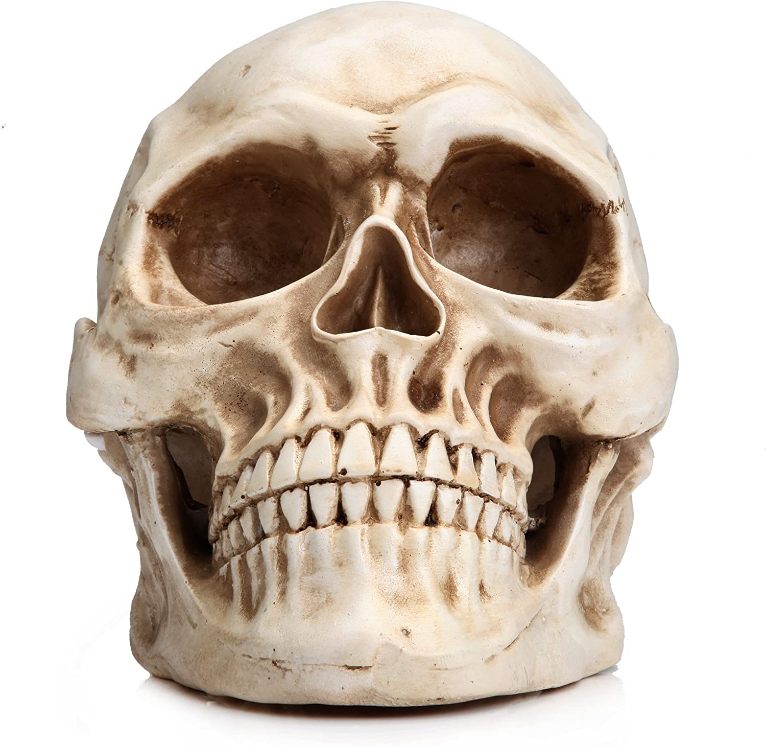 Dolls, Playsets & Toy Figures: 1:1 Replica Realistic Human Adult Skull Head Bone Model