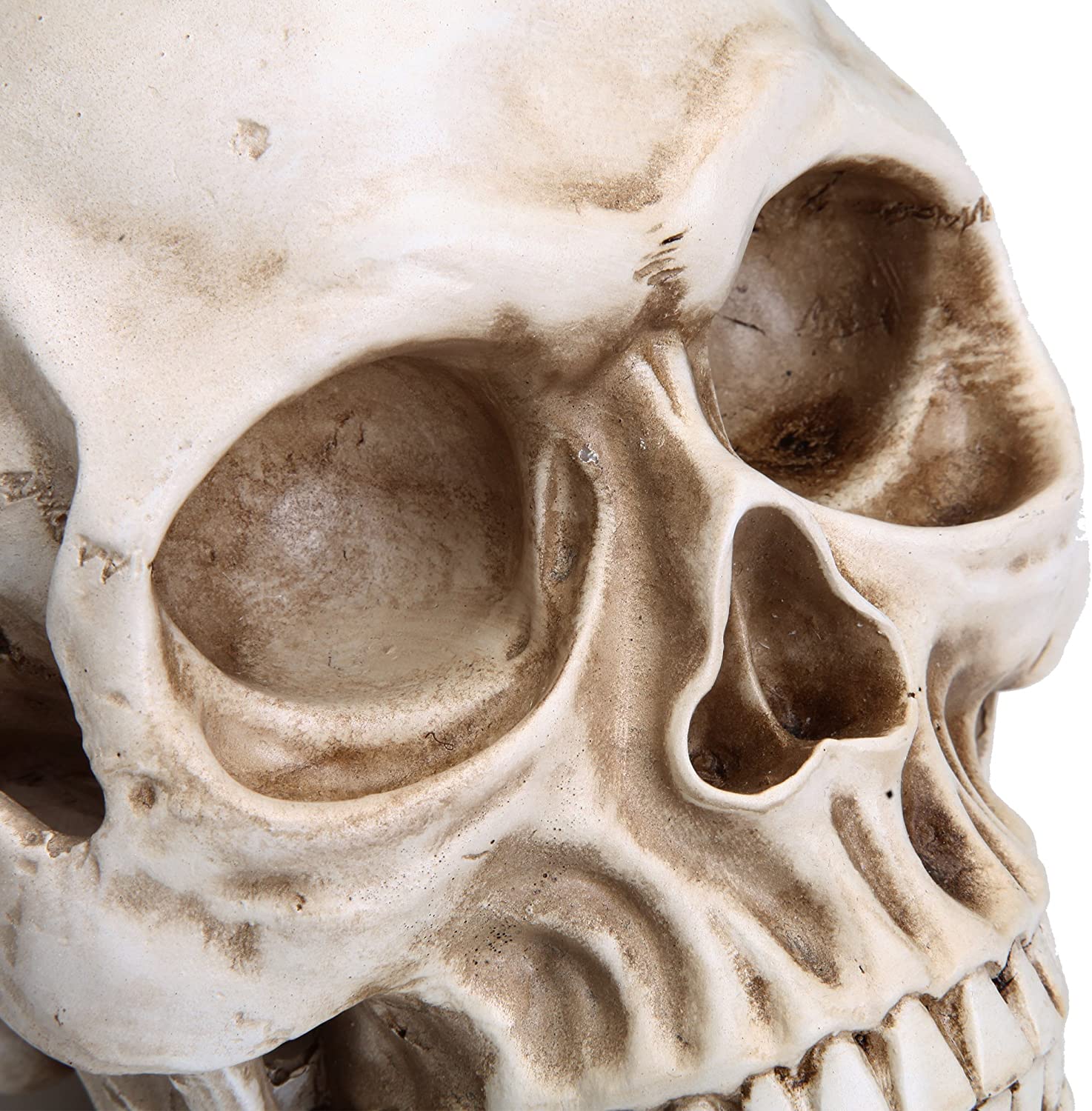 Dolls, Playsets & Toy Figures: 1:1 Replica Realistic Human Adult Skull Head Bone Model