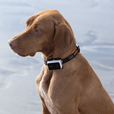 Automotive Parts: Pawfit 3 Tracker