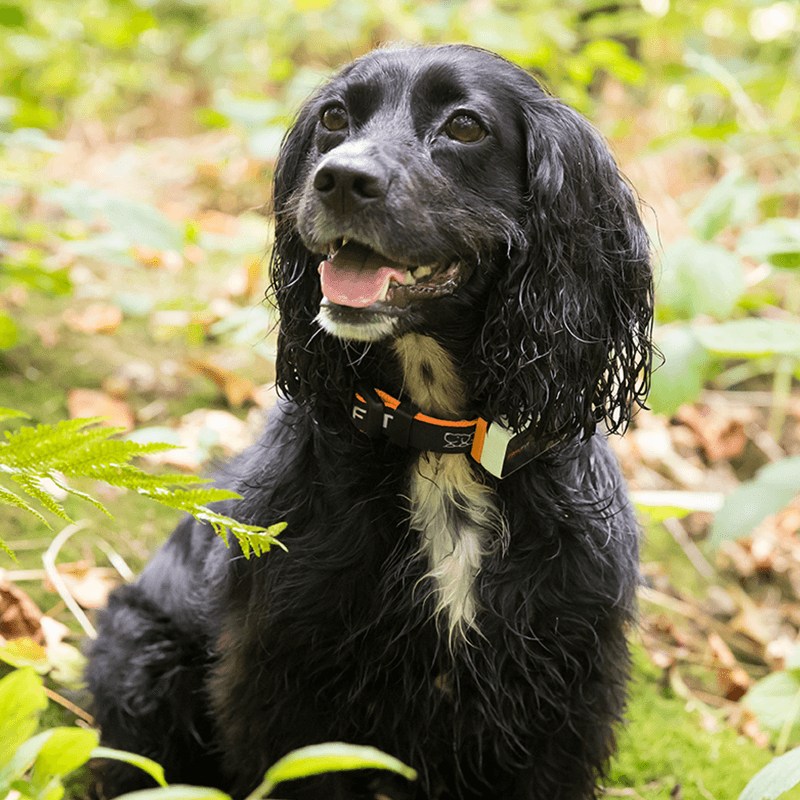 Automotive Parts: Pawfit 3 Tracker