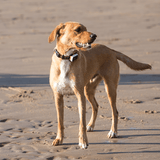 Automotive Parts: Pawfit 3 Tracker