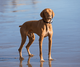 Automotive Parts: Pawfit 3 Tracker
