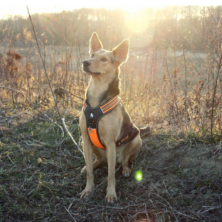 Automotive Repair & Speciality Tools: Reflective Heavy Duty Harness Orange XL
