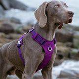 Automotive Repair & Speciality Tools: Lightweight Harness Purple XS