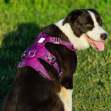 Automotive Repair & Speciality Tools: Whinhyepet Harness Purple XL
