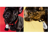 Household Insect Repellents: Mitey Tick Off For Pets Electronic Tick Repeller