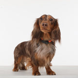 Household Insect Repellents: Tickless Mini Electronic Tick Repeller for Cats and Small Dogs