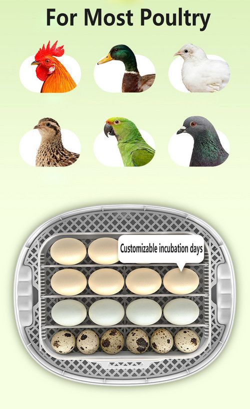 Automatic Egg Incubator 16-30 Eggs Chicken Duck Poultry Hatcher Breeder Candler
