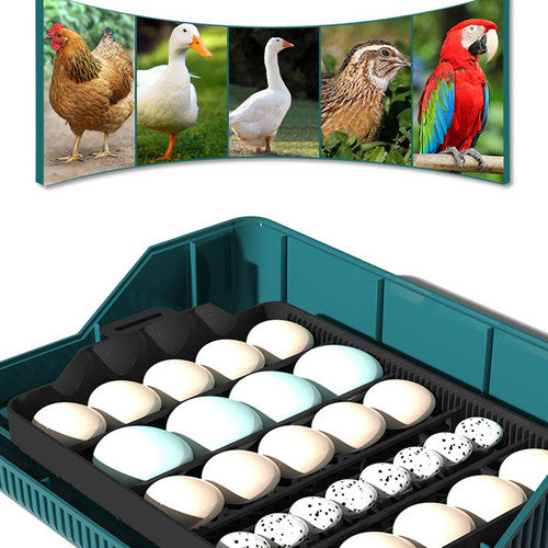 Small Animal Habitats & Cages: Digital Led Fully Automatic 25 Egg Incubator Hatch Turning Chicken Eggs Poultry