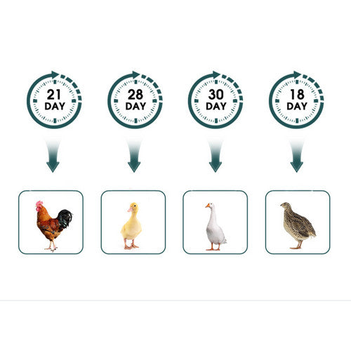 Small Animal Habitats & Cages: Digital Led Fully Automatic 25 Egg Incubator Hatch Turning Chicken Eggs Poultry