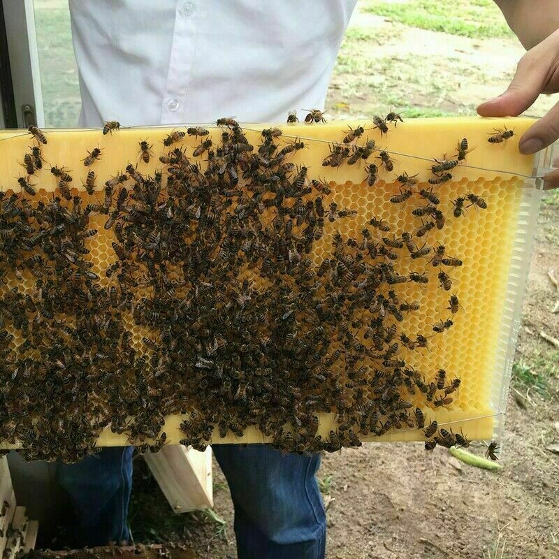 Beekeeping: Neweast 7Pcs Flow Bee Comb Hive Frames For Wooden Beekeeping Beehive House
