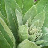 100g Organic Mullein Leaf - Dried Herbal Verbascum Thapsis