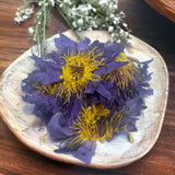 Teas & Accessories: Orku 10g Dried Blue Lotus Flowers - Whole Open Lily Nymphaea Caerulea