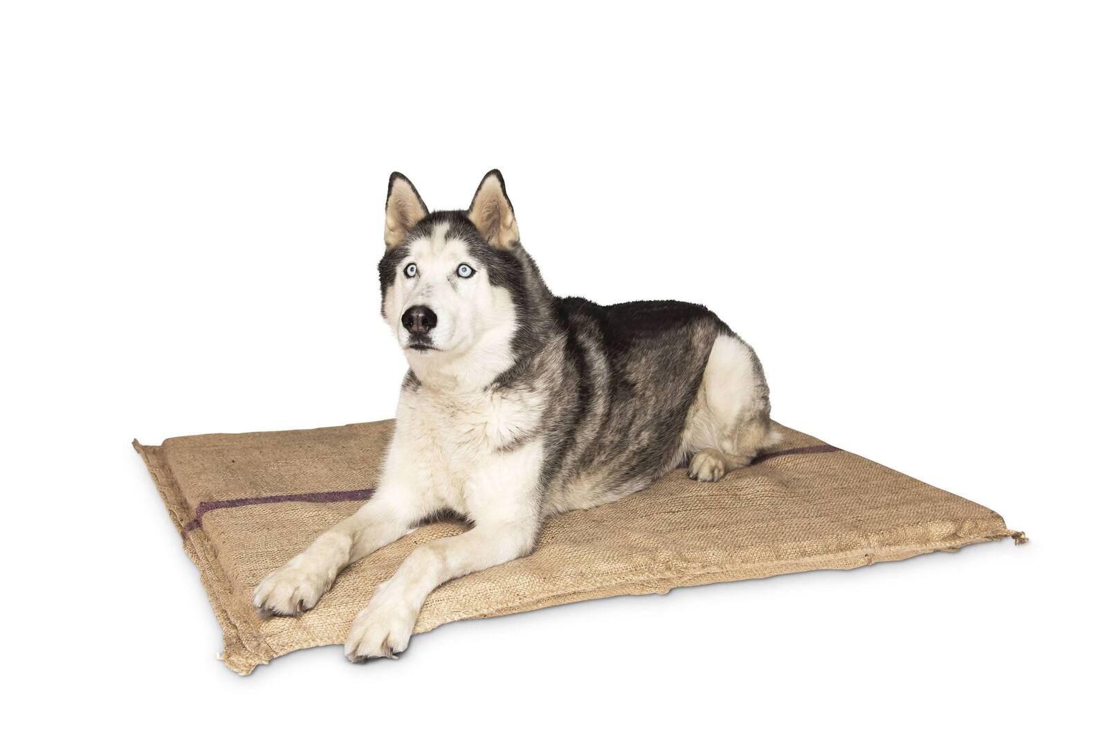 Dog Beds: Jumbo Hessian Pet Dog Puppy Bed Mat Pad House Kennel Cushion With Foam 110 x 78 cm