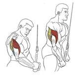 Gym Equipment & Accessories: Single Grip Tricep PullDown Rope Cable Attachment Pull Down Rope Tricep Rope Pully