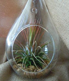 Christmas Decorations: 4 Pack of Hanging Clear Glass Tealight Candle Holder Tear Drop Pear Shape - 12cm High - Terrarium Plant Mini Garden Holder Decor