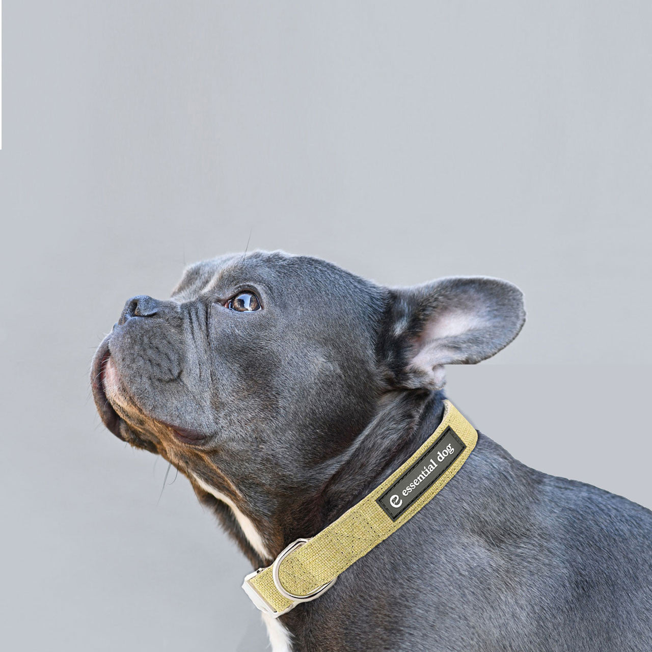 Artificial Flowers & Plants: Natural Hemp & Cotton Dog Collar (Grass Green)