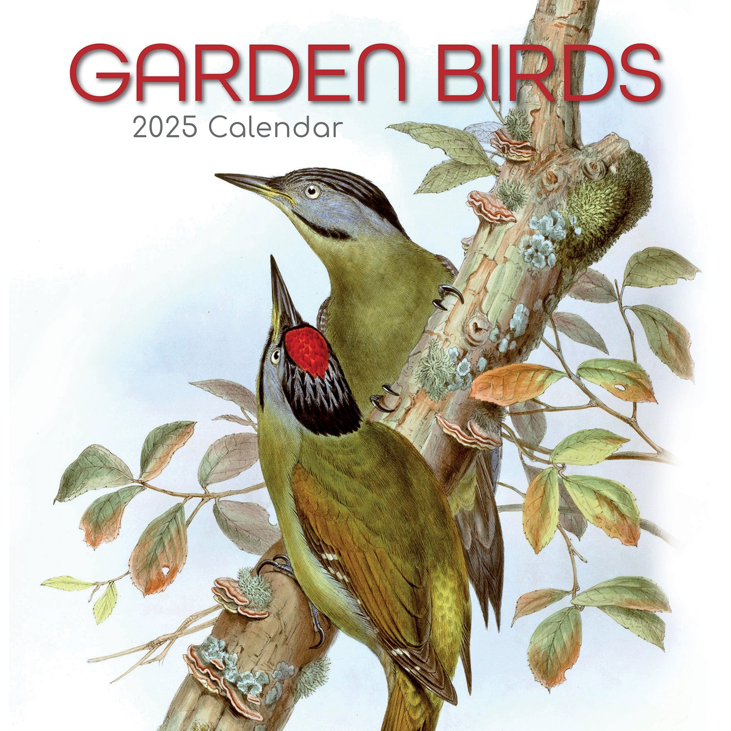 Calendars, Organisers & Planners: Garden Birds - 2025 Square Wall Calendar Pets Animals 16 Months Premium Planner