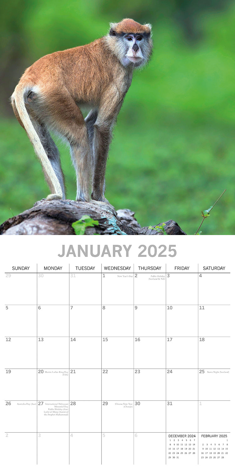 Calendars, Organisers & Planners: Monkey Business 2025 Square Wall Calendar Animals 16 Months Premium Planner Gift