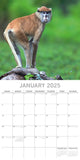 Calendars, Organisers & Planners: Monkey Business 2025 Square Wall Calendar Animals 16 Months Premium Planner Gift
