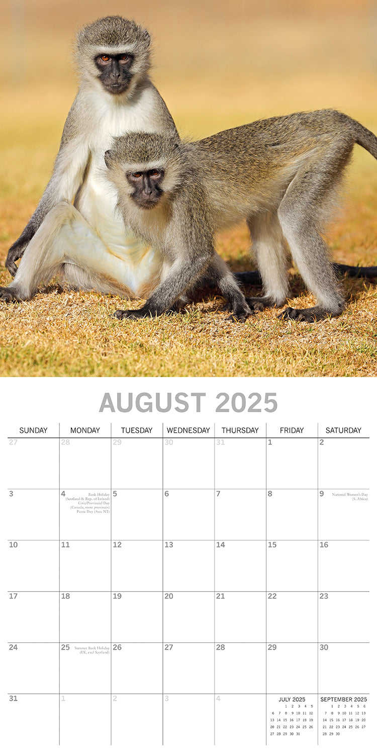 Calendars, Organisers & Planners: Monkey Business 2025 Square Wall Calendar Animals 16 Months Premium Planner Gift