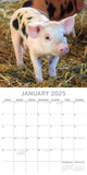 Calendars, Organisers & Planners: Piggies - 2025 Square Wall Calendar Pets Animals 16 Months Premium Planner Gift
