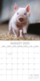 Calendars, Organisers & Planners: Piggies - 2025 Square Wall Calendar Pets Animals 16 Months Premium Planner Gift