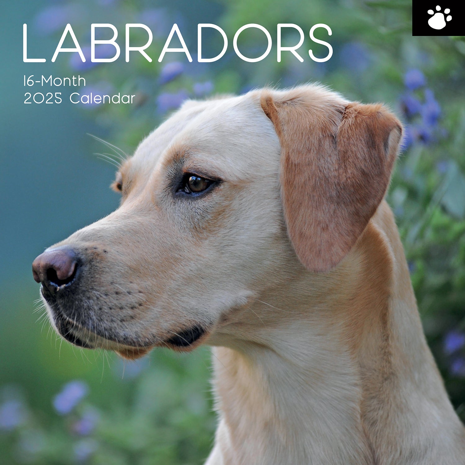 Calendars, Organisers & Planners: Labradors - 2025 Square Wall Calendar Dogs Pets Animals 16-Month Premium Planner