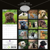 Calendars, Organisers & Planners: Labradors - 2025 Square Wall Calendar Dogs Pets Animals 16-Month Premium Planner