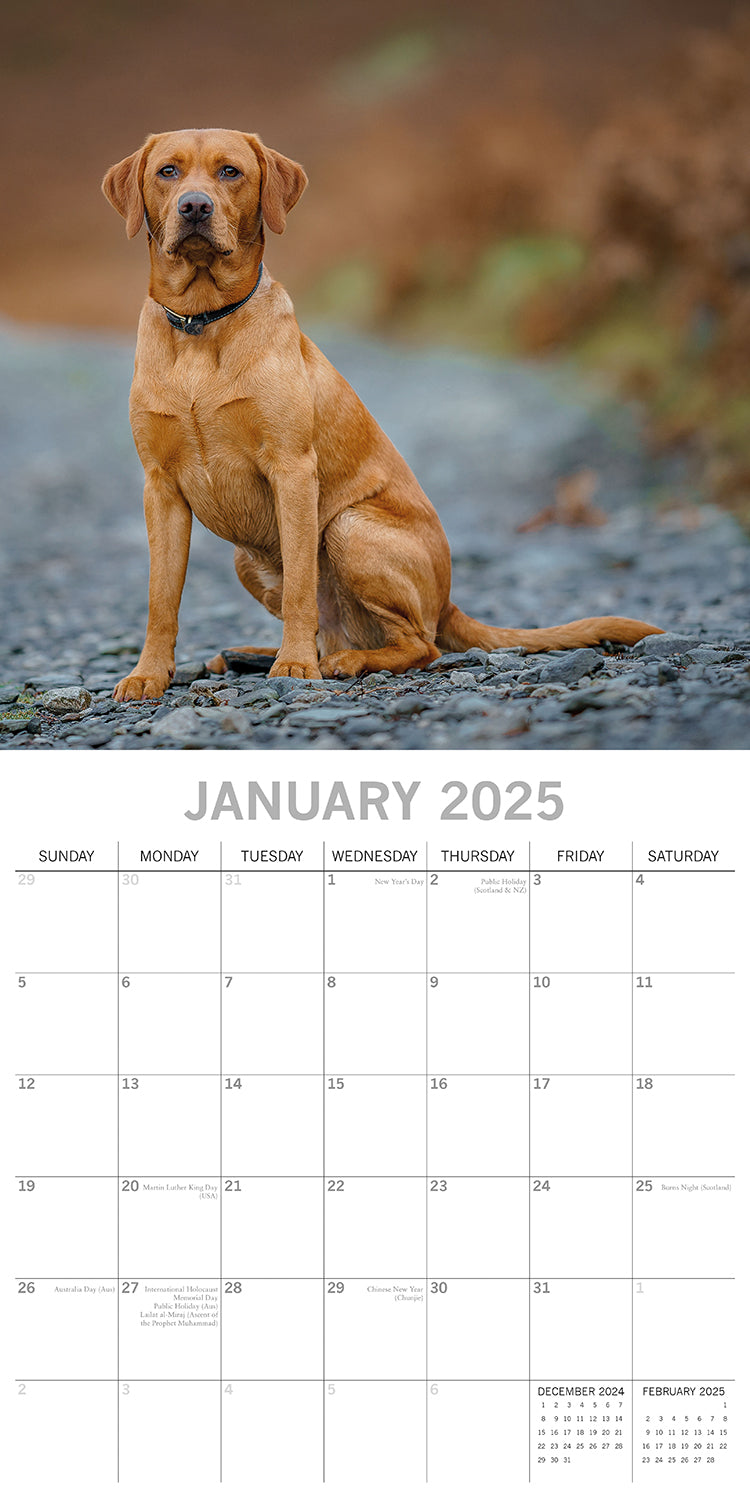 Calendars, Organisers & Planners: Labradors - 2025 Square Wall Calendar Dogs Pets Animals 16-Month Premium Planner